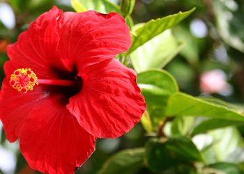 Importance Of Flowers In Navratri (Economically & Emotionally)