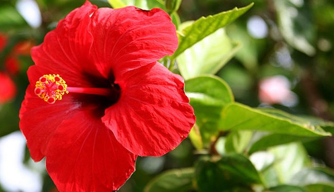 Importance Of Flowers In Navratri (Economically & Emotionally)