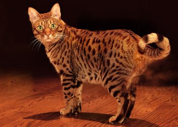 What is an ocicat?