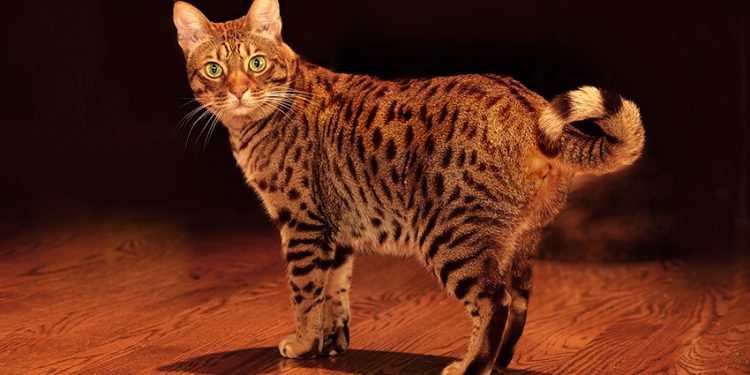 What is an ocicat?