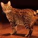 What is an ocicat?