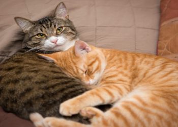 Does My Cat Need Another Cat for Companionship?