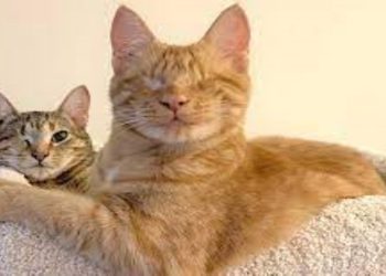 Does My Apartment Size Really Matter to Adopt a Cat?