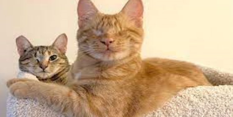 Does My Apartment Size Really Matter to Adopt a Cat?